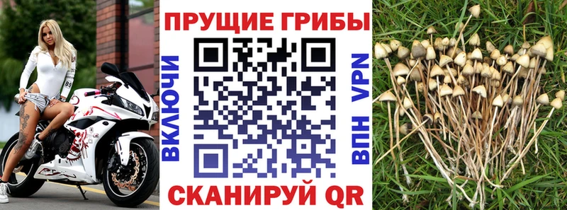 Галлюциногенные грибы MAGIC MUSHROOMS  Константиновск 
